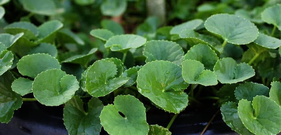 Centella Asiatica Blomst